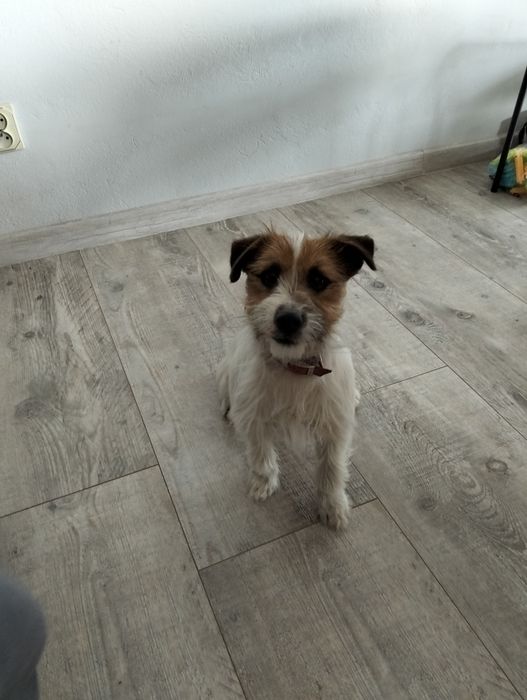 Samiec Jack Russell Terrier