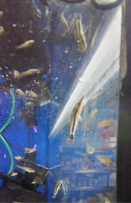 Otocinclus Otosek w Pawik.pl Sklep Zoologiczny