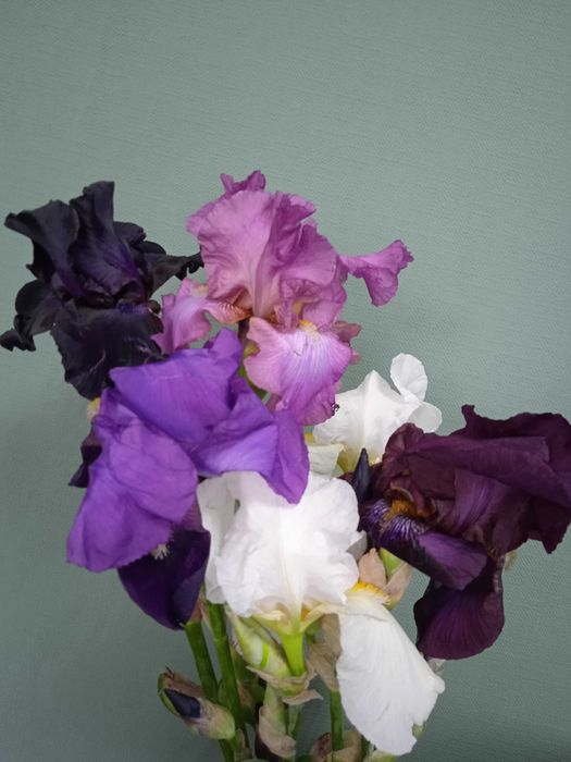 Високі крупні бородаті іриси петушки  клубні