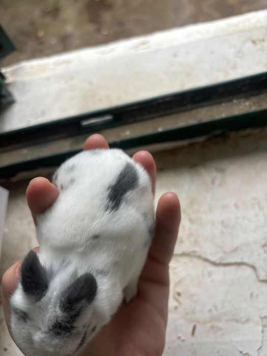 Coelho bebé lindo e dócil
