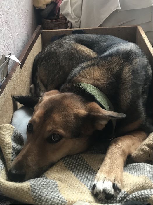 Собачка, дівчинка в добрі ручки!