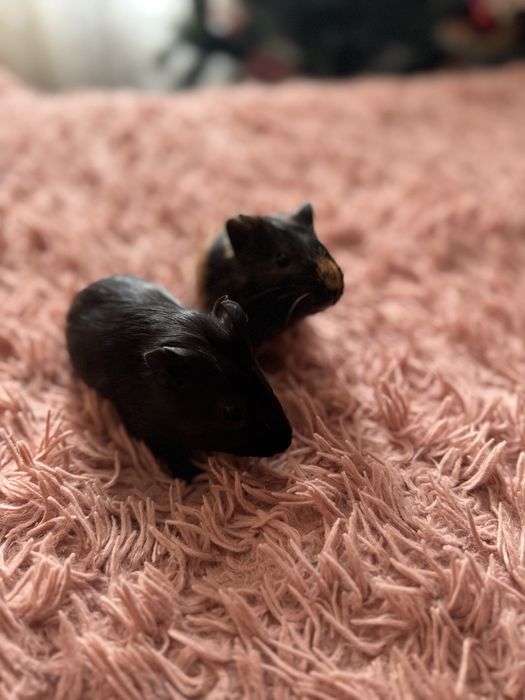 Морські свинки Рівне