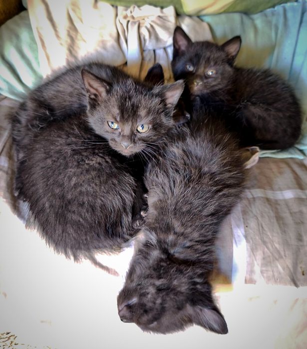 Кошеня чотири кота віддам безкоштовно.