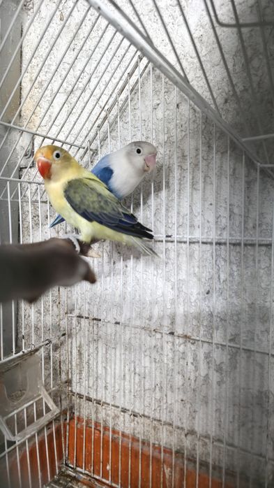 Agapórnis fischeri casal reprodutor