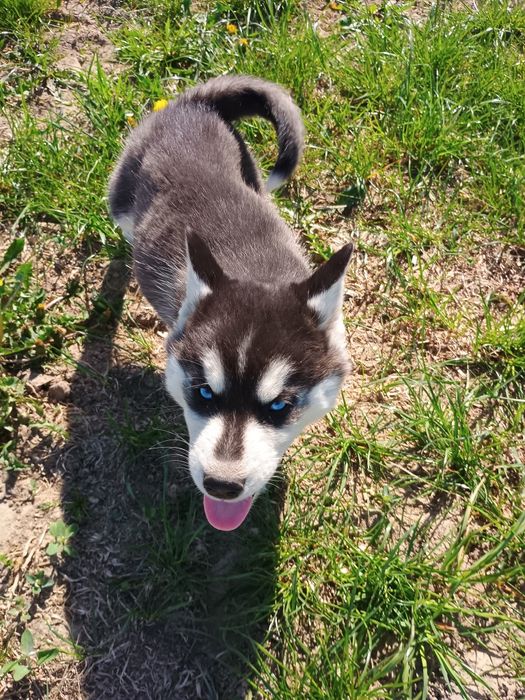 Siberian Husky piesek