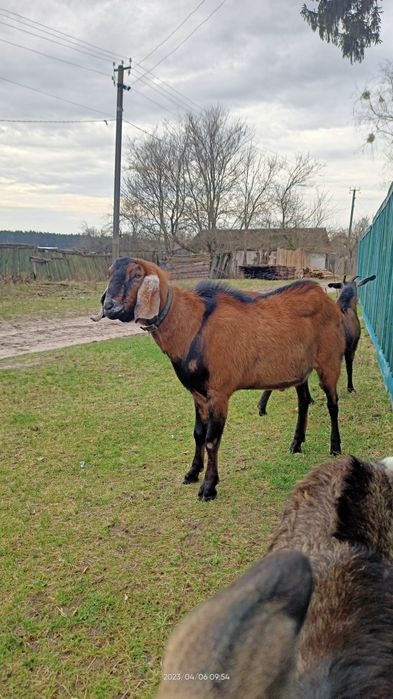 Козел для парування чекае на дівчат
