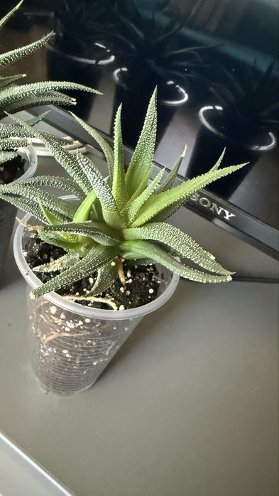 Хавортія смугаста суккулент з дітками hawortia