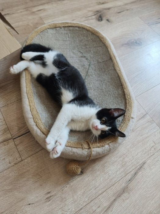 Dwa kocurki do adopcji