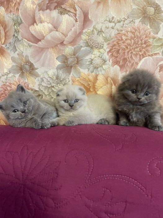 Висловухі кошенята