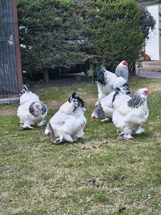Jajka lęgowe Brahma olbrzymia gronostajowa