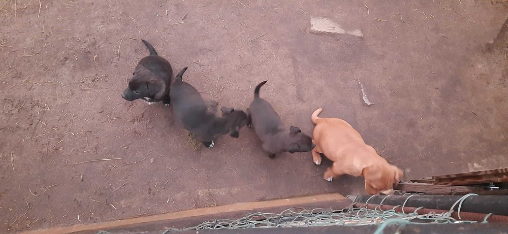 4 psiaki 10 tygodniowe odrobaczone odpchlone