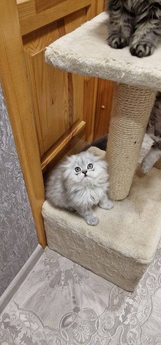 Мальчик вислоушка персидская серебристая шиншила