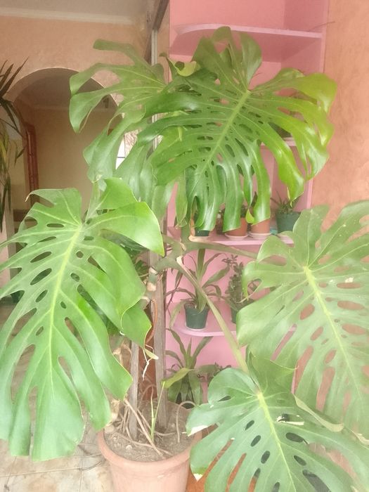 Продаються ,монстери