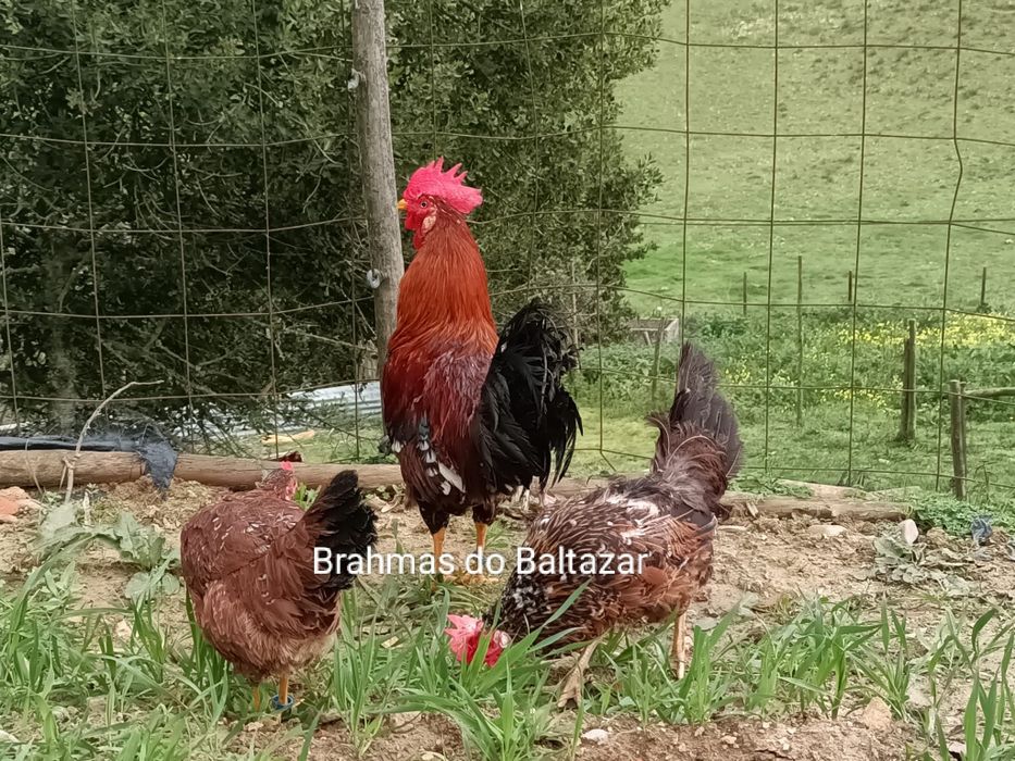 Ovos de leghorn mil flores