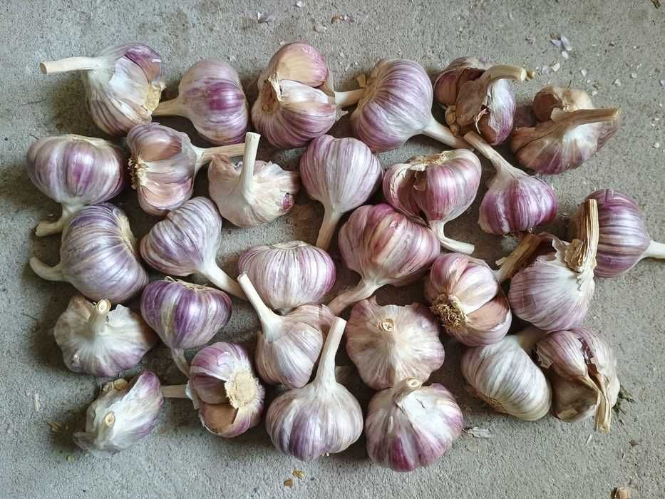 Czosnek na kilogramy, przemysł, waga, kilówka, harnaś