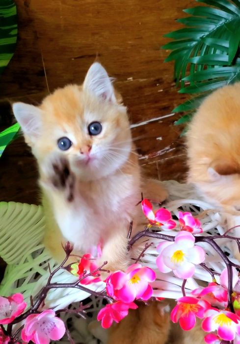 Золотые малыши. Ручные котята золотая шиншилла.