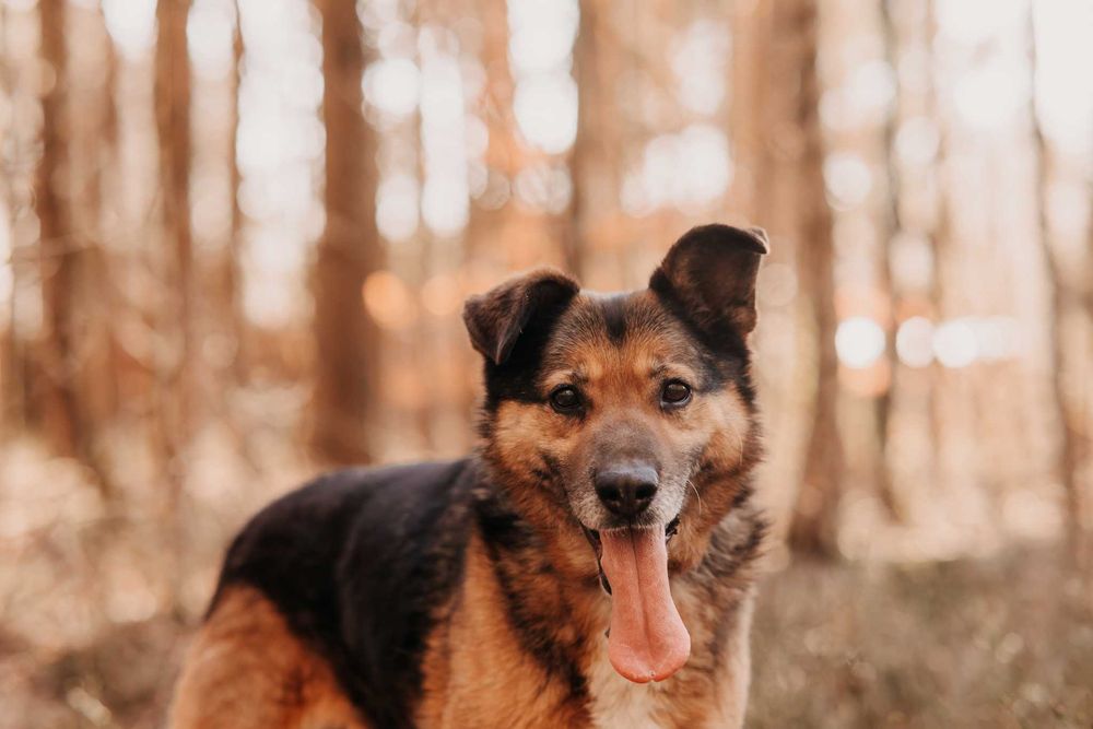 Mega pozytywny pieszczoch Gringo poleca się do adopcji!!!