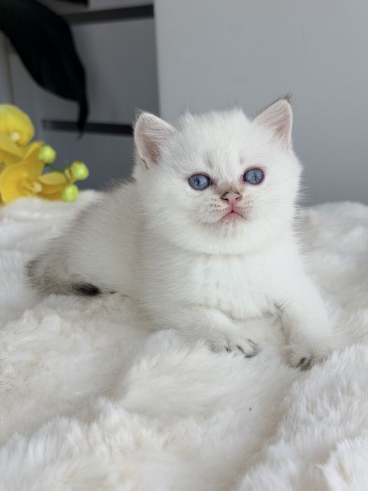 Британские котята  клубные золотые британцы