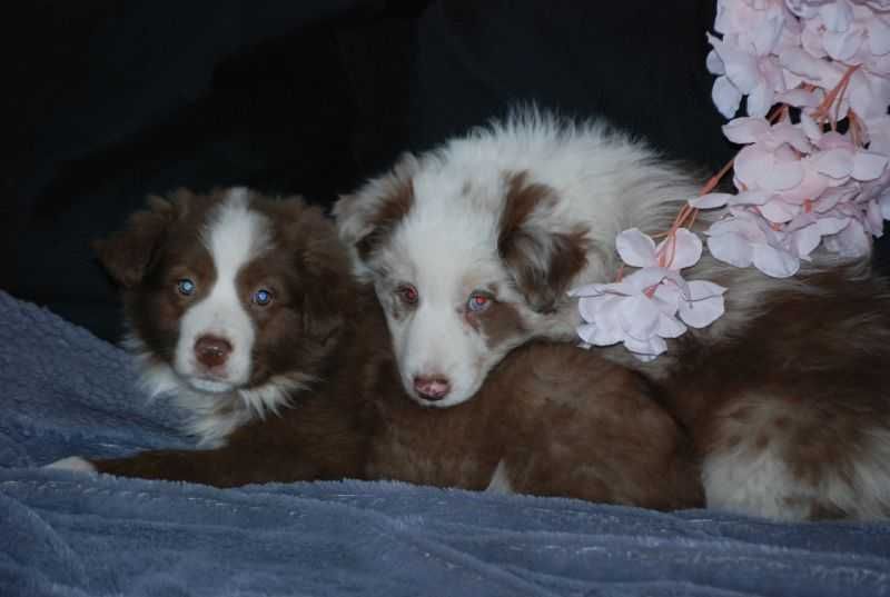 Suczka Border Collie / czekoladowo -biała