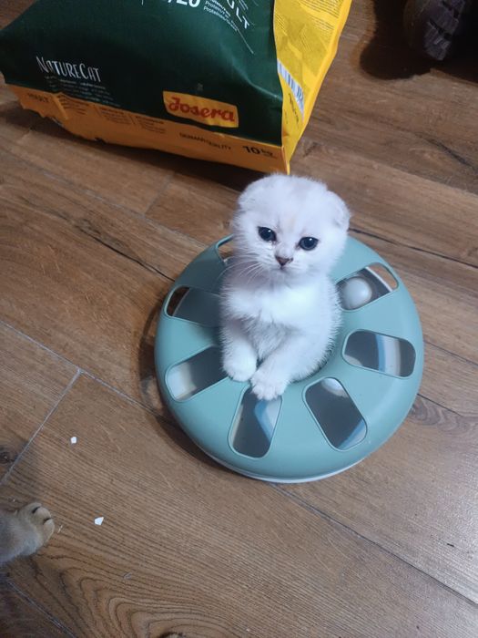 Скоріш фолд. Манюня киця.
