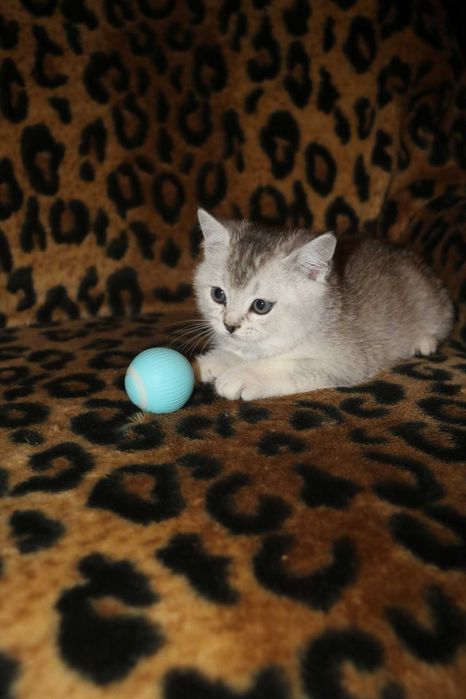 Шотландське прямовухе кошеня, Скотіш Страйт, Львів