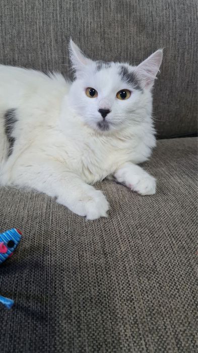Кошка котенок подросток белая серая пушистая