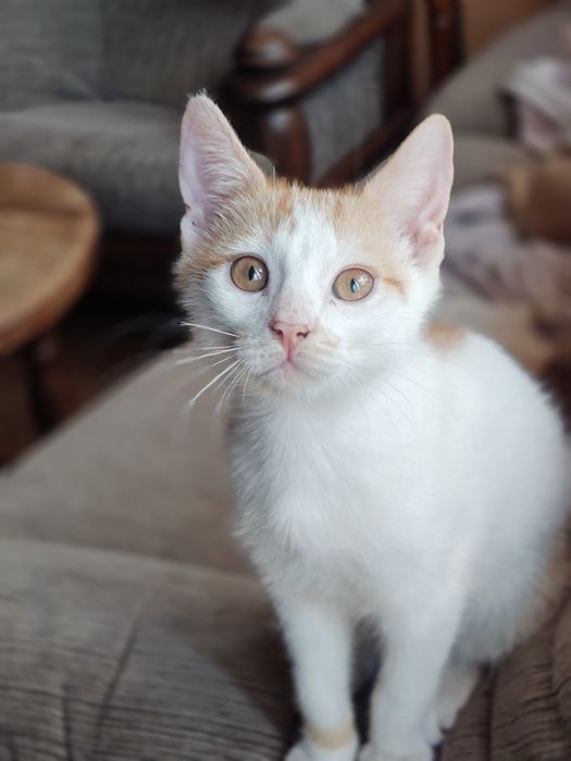 Rude kocięta z domu tymczasowego do adopcji