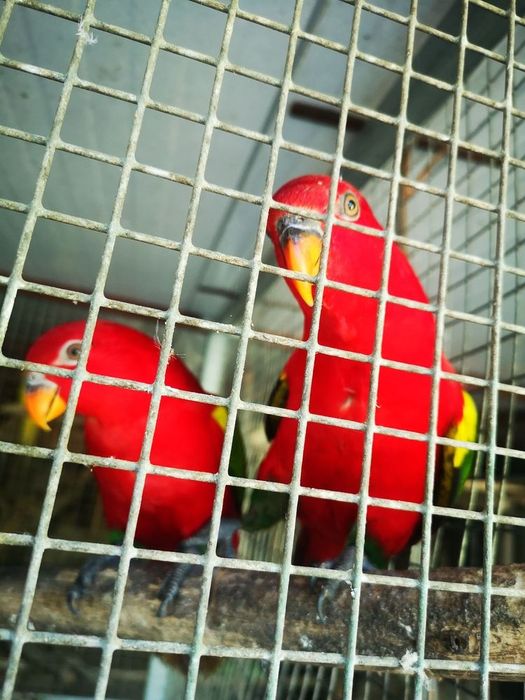 Loris Garrulus (Amor-amor)