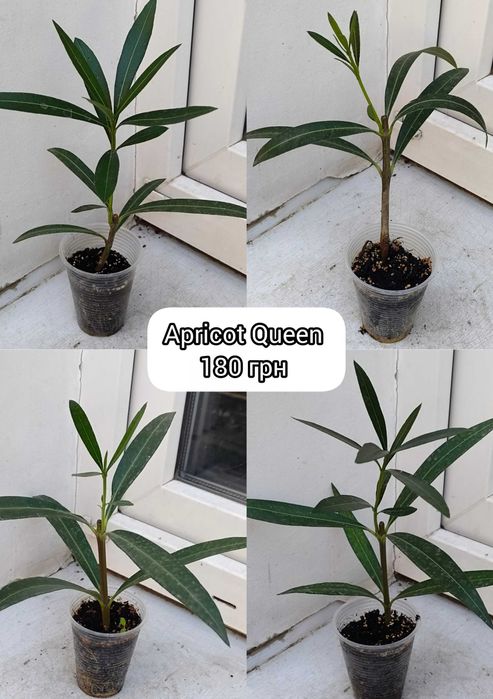 Олеандр Apricot Queen