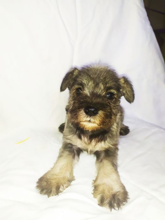 Дівчата Цвергшнауцера!