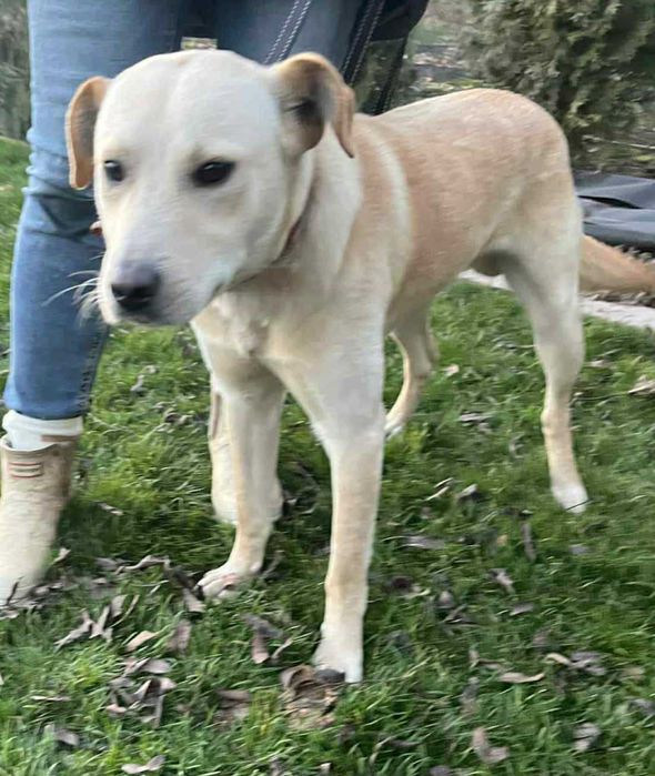 Cudny, przekochany, ok roczny,  typie labradora, piesek czeka na dom