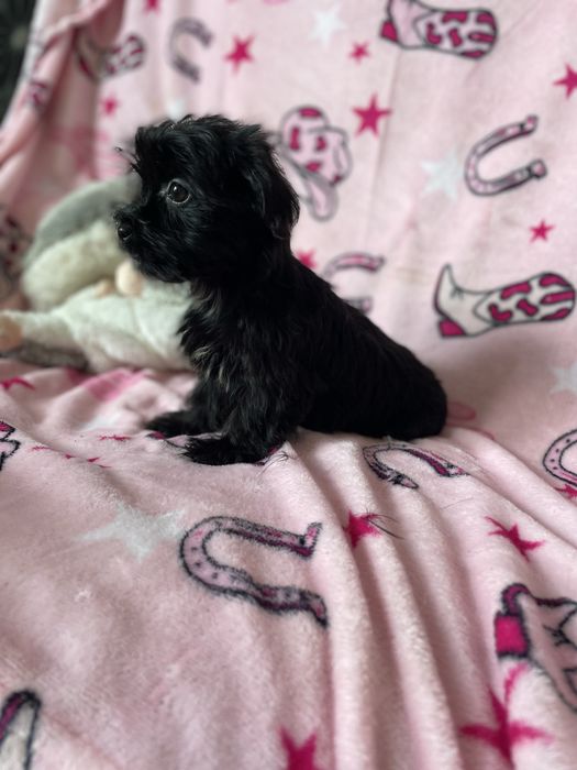 York yorkshire terrier black sunia