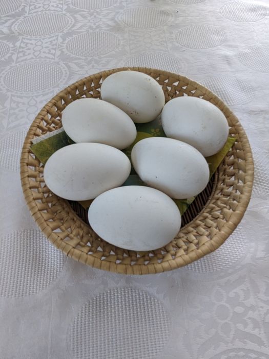 Jaja gęsi garbonose (jajka gęsie)