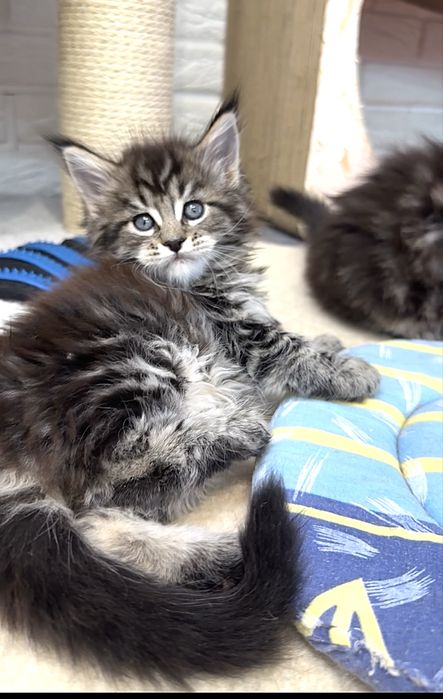 Котята Мейн кун из проф питомника