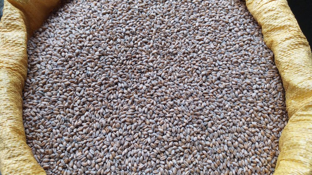 Pszenica pasza dla kur 30kg