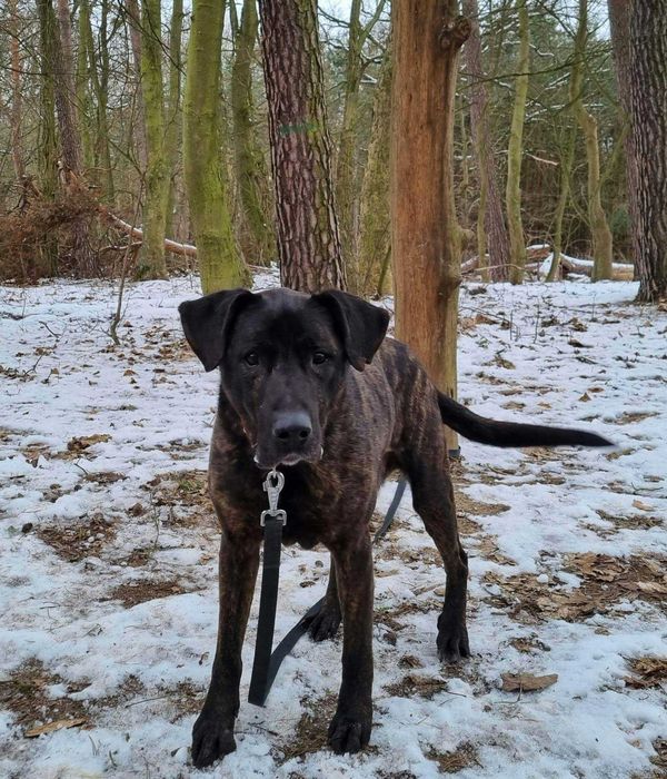 Piesek Roni szuka domu!