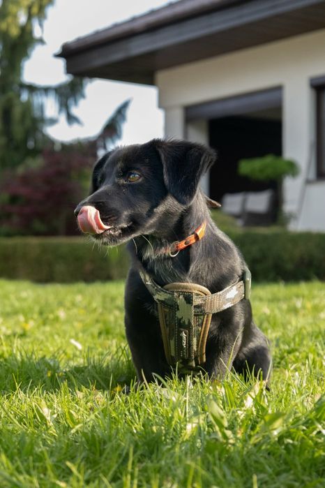 Szczeniaczki do adopcji. Pozostał czarny piesek