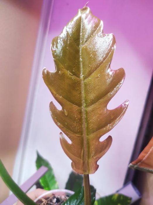 Монстера Karstenianum, Филодендрон Caramel Marble