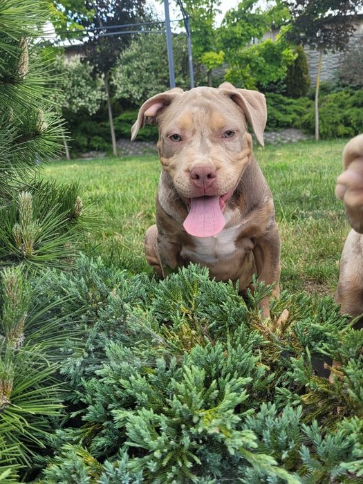 American bully lilacc tri merle