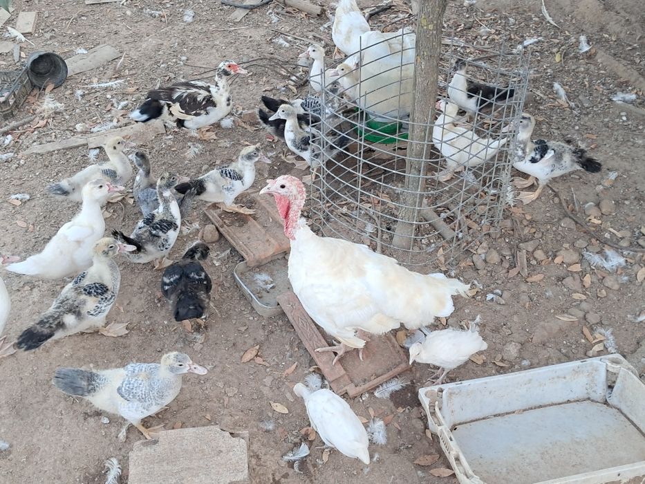 Patos mudos jovens e adultos