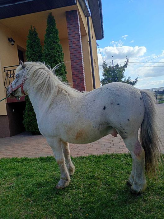 Sprzedam 8 letniego walaszka Taranta