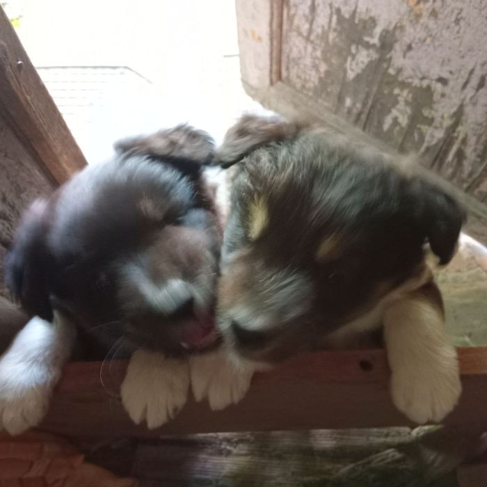 Віддамо цуценят в добрі руки