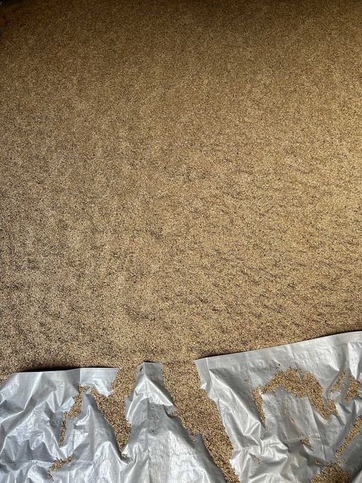 Sprzedam żyto zwykłe