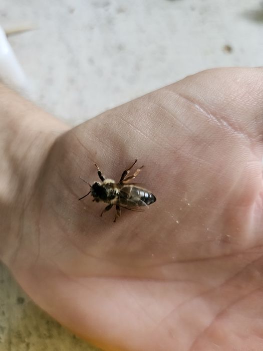 Sprzedam matki pszczele