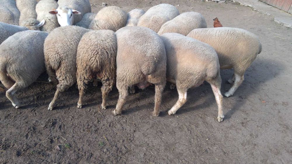 Sprzedam owce białogłowa