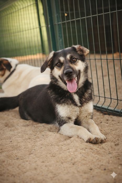 Niespełna 4 letnia Mamba czeka na dom