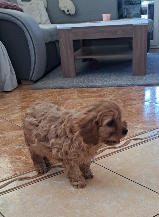 Cavapoo  f1 suczka