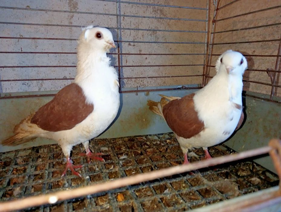 Gołębie mewki czerwone parka