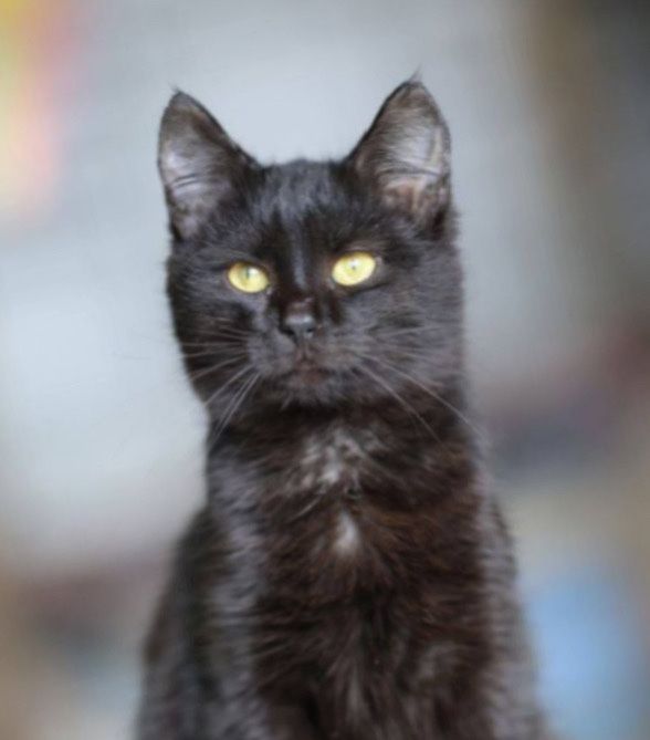 Свитик,  1 годик котенок, кот черныш