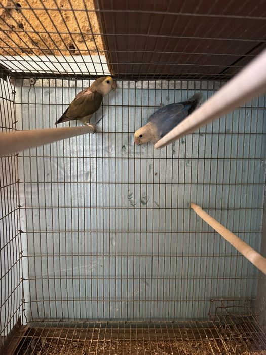 Agapornis varias variedades